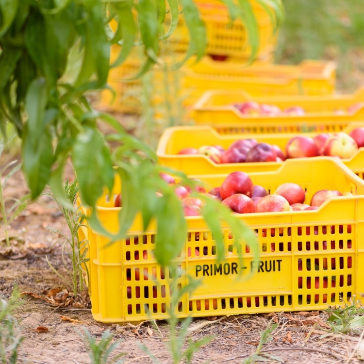 nectarine harvest