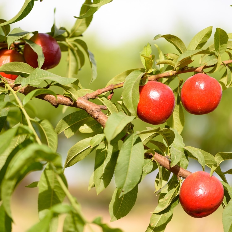 nectarines tree