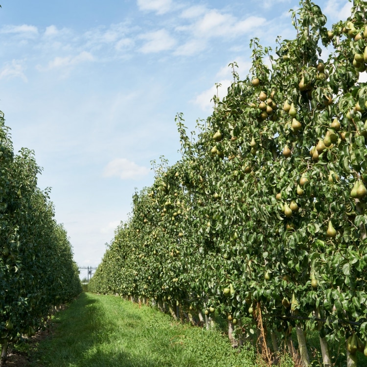 Perenteelt Vleuten