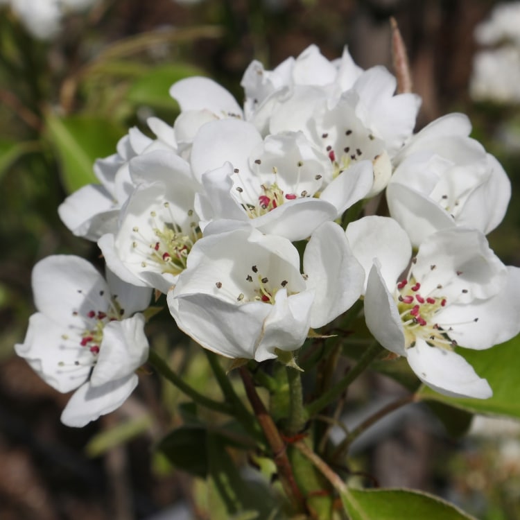 peren bloei