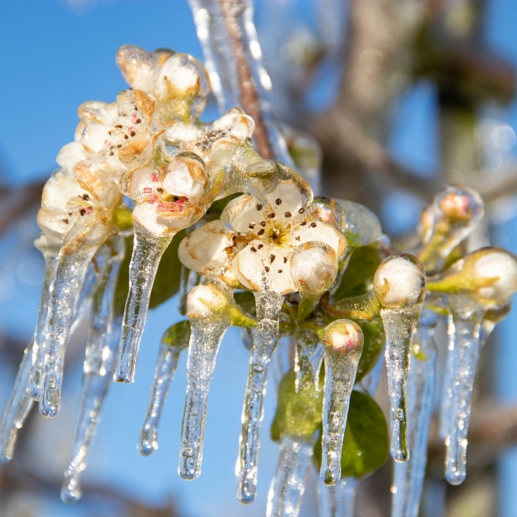 Vorst bescherming fruitteelt