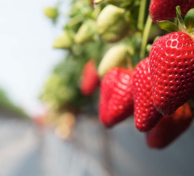 Zachtfruit Aardbeien