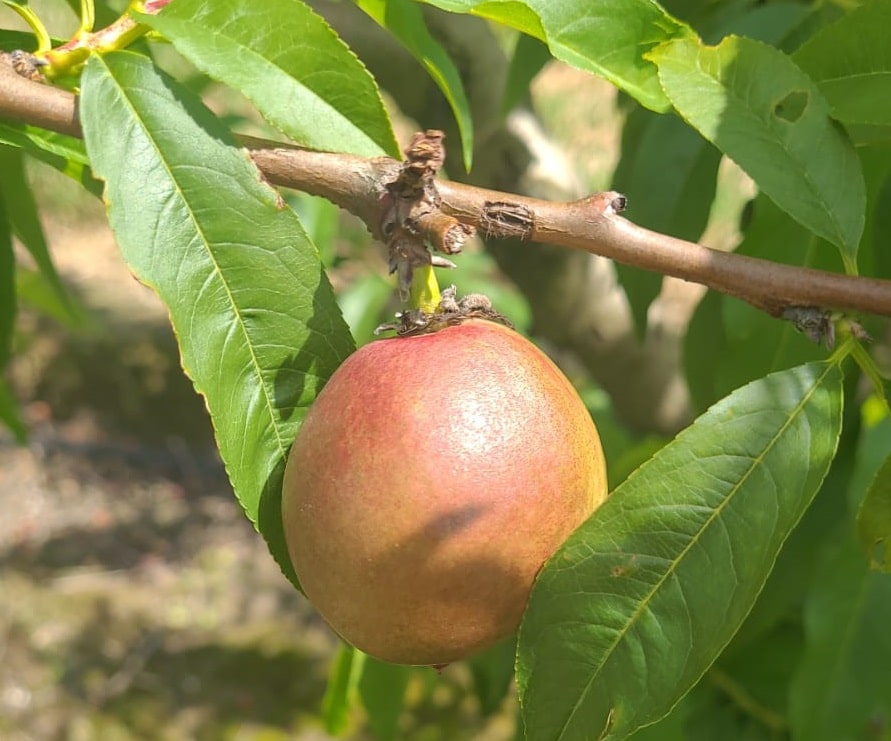 Nectarine Seville