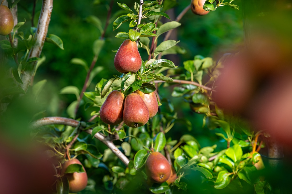 Early Desire pears