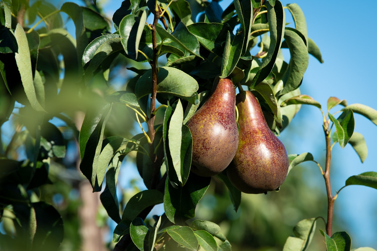 Red Conference pears