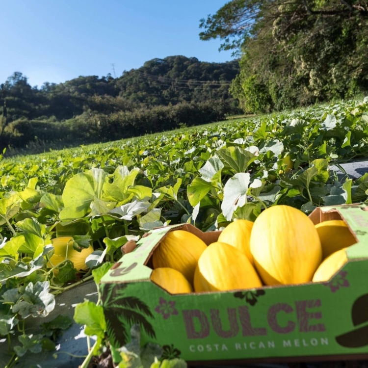 Costa Rica melons