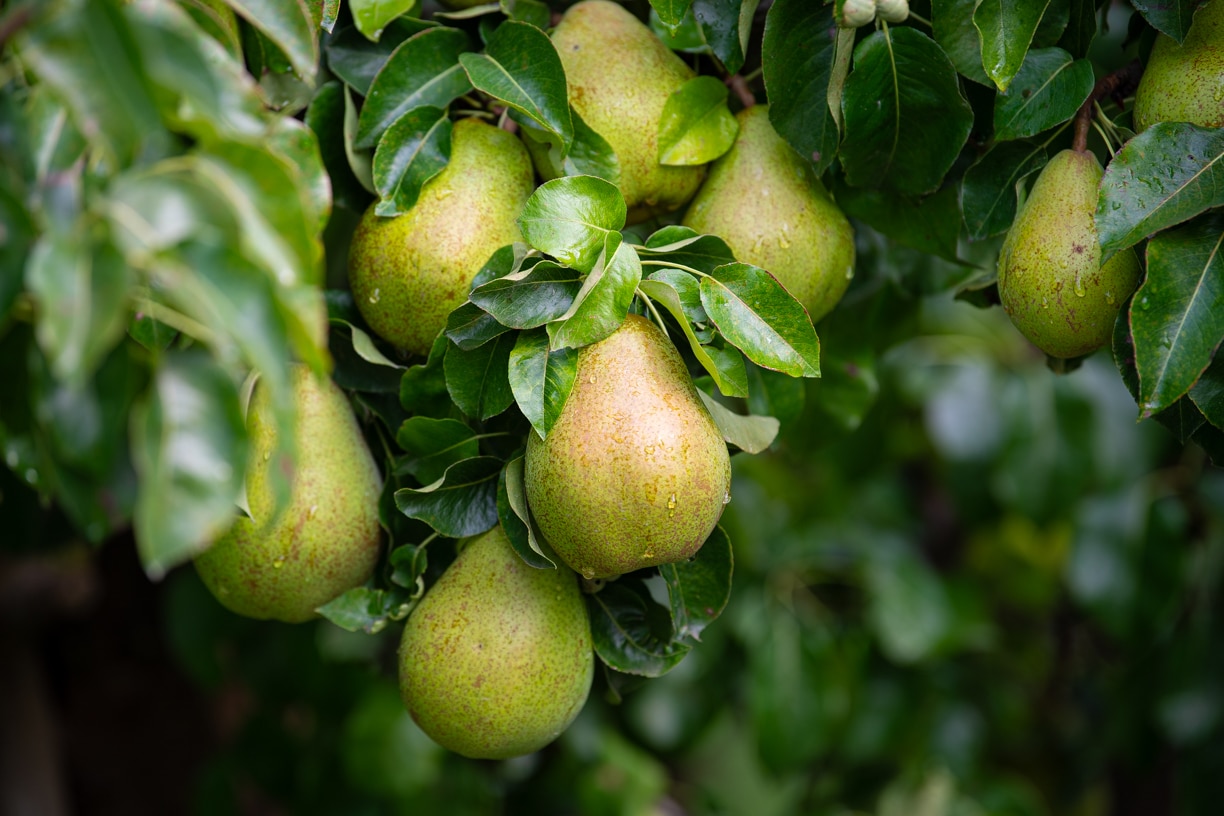 Hardfruit seizoen 2026