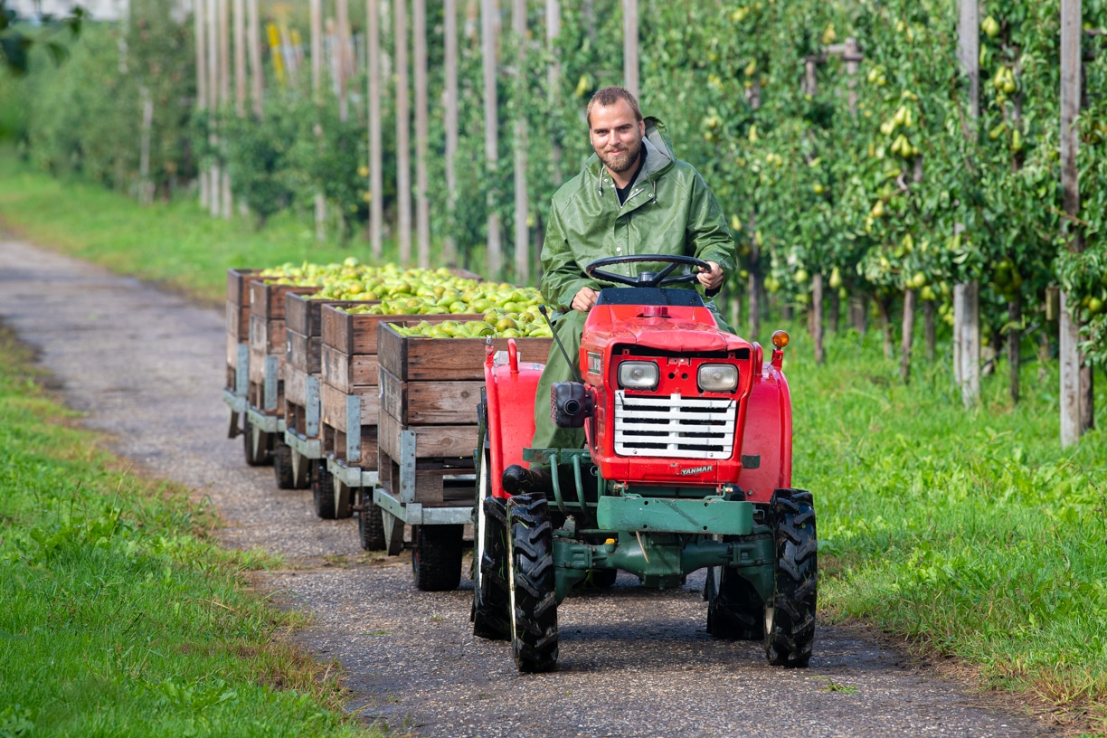 Oogst Conference peren hardfruitseizoen 2026