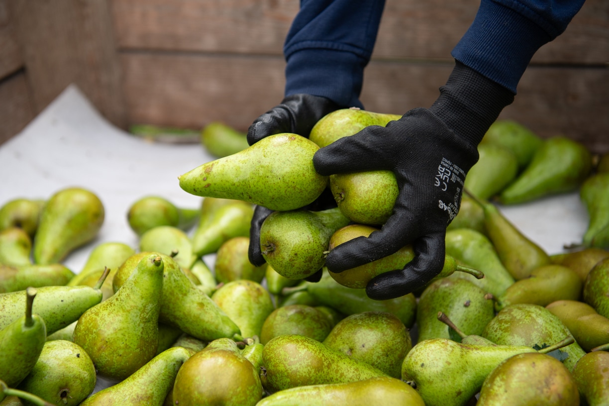 Oogst Conference peren hardfruitseizoen 2026